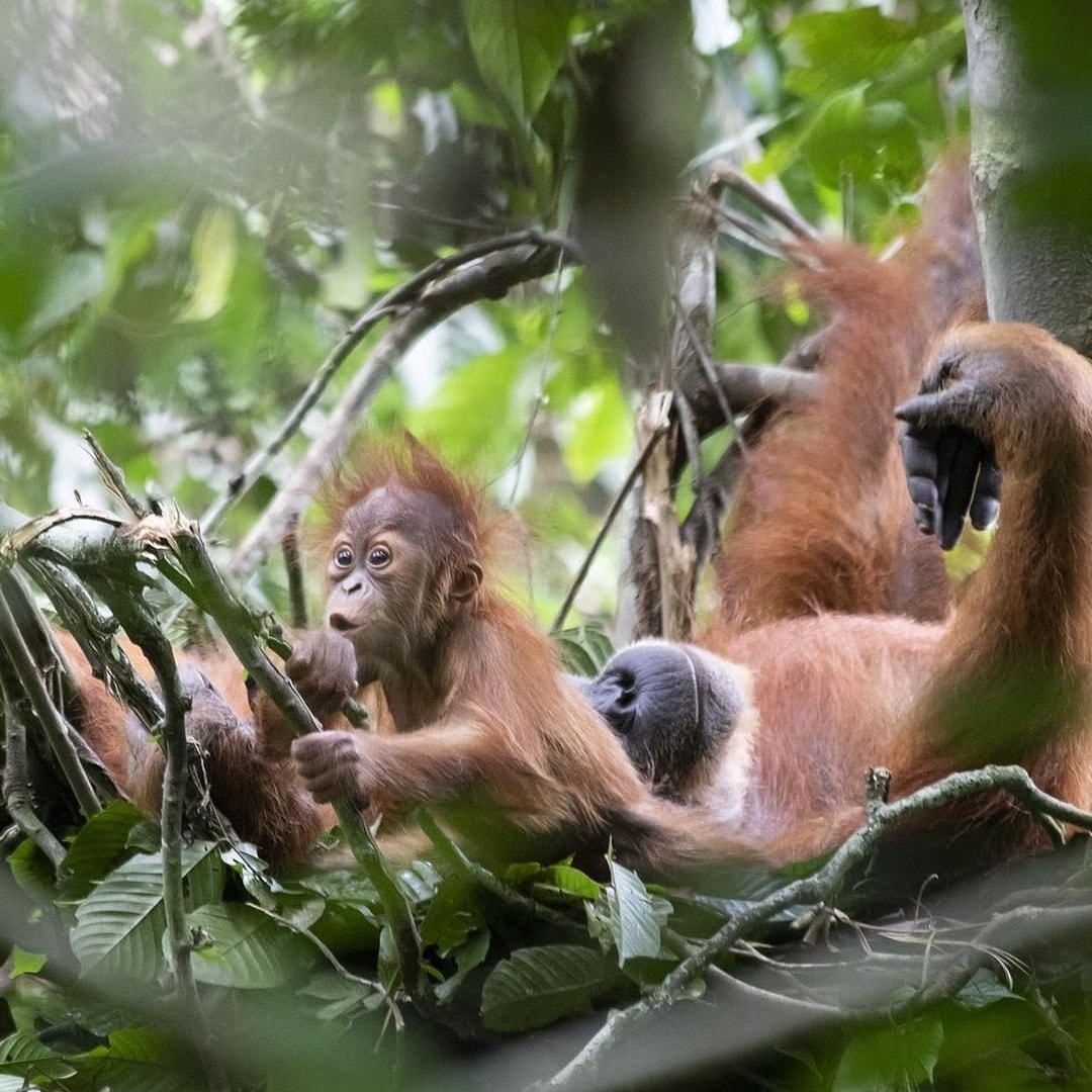 8-days-ketambe-wildlife-orangutan-trekking-and-lake-toba